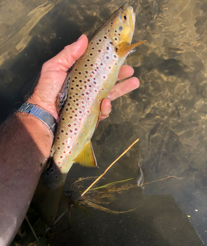 The Home Stretch of Trout Season - Madison Fly Fishing Co.